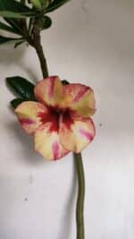 Planta Simples 3032 (2) – 30cm – 03 anos - Imagem 4