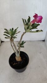 Planta Simples 3032 – 30cm – 03 anos - Imagem 7