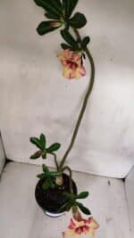 Planta Simples 3032 (2) – 30cm – 03 anos - Imagem 7