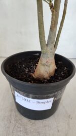 Planta Simples 3032 – 30cm – 03 anos - Imagem 6