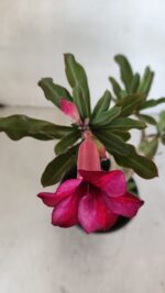 Planta Simples 3032 – 30cm – 03 anos - Imagem 4