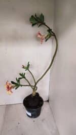 Planta Simples 3032 (2) – 30cm – 03 anos - Imagem 5