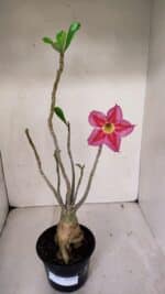 Planta Simples 3033 (2) – 40cm – 03 anos - Imagem 2