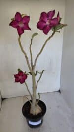 Planta Simples 3033 – 40cm – 03 anos - Imagem 2