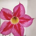 Planta Simples 3033 (2) – 40cm – 03 anos