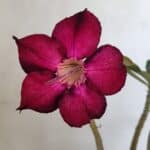 Planta Simples 3033 – 40cm – 03 anos