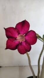 Planta Simples 3033 – 40cm – 03 anos