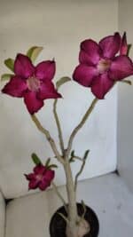 Planta Simples 3033 – 40cm – 03 anos - Imagem 4