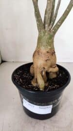 Planta Simples 3033 (2) – 40cm – 03 anos - Imagem 8