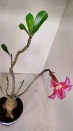 Planta Simples 3033 (2) – 40cm – 03 anos - Imagem 4