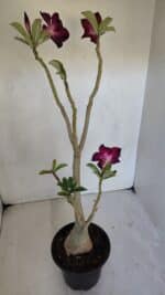 Planta Simples 3033 – 40cm – 03 anos - Imagem 5