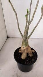 Planta Simples 3033 (2) – 40cm – 03 anos - Imagem 7