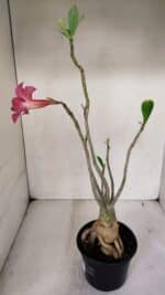 Planta Simples 3033 (2) – 40cm – 03 anos - Imagem 6