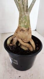 Planta Simples 3033 (2) – 40cm – 03 anos - Imagem 5