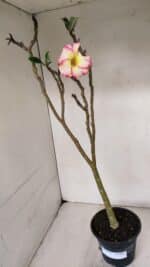 Planta Simples 3034 (2) – 35cm – 03 anos - Imagem 2