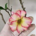 Planta Simples 3034 (2) – 35cm – 03 anos