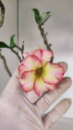 Planta Simples 3034 (2) – 35cm – 03 anos