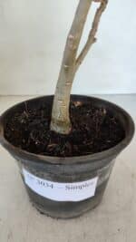 Planta Simples 3034 – 30cm – 02 anos - Imagem 6