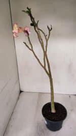 Planta Simples 3034 (2) – 35cm – 03 anos - Imagem 5