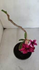 Planta Simples 3034 – 30cm – 02 anos - Imagem 4