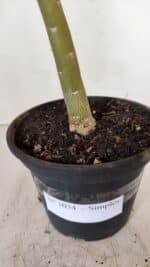 Planta Simples 3034 (2) – 35cm – 03 anos - Imagem 4