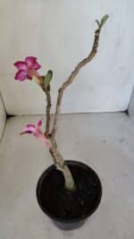 Planta Simples 3034 – 30cm – 02 anos - Imagem 5