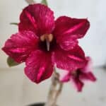 Planta Simples 3034 – 30cm – 02 anos