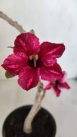 Planta Simples 3034 – 30cm – 02 anos