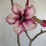 Planta Simples 3035 – 35cm – 03 anos