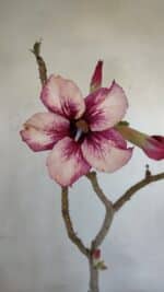 Planta Simples 3035 – 35cm – 03 anos