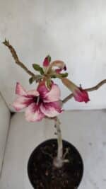 Planta Simples 3035 – 35cm – 03 anos - Imagem 4