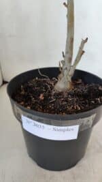 Planta Simples 3035 – 35cm – 03 anos - Imagem 7