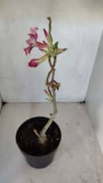 Planta Simples 3035 – 35cm – 03 anos - Imagem 6