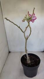 Planta Simples 3035 – 35cm – 03 anos - Imagem 5