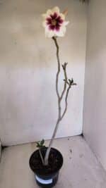 Planta Simples 3036 – 40cm – 03 anos - Imagem 2