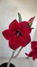 Planta Simples 3036 – 35cm – 03 anos