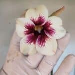 Planta Simples 3036 – 40cm – 03 anos