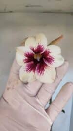 Planta Simples 3036 – 40cm – 03 anos