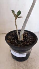 Planta Simples 3036 – 40cm – 03 anos - Imagem 6