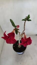 Planta Simples 3036 – 35cm – 03 anos - Imagem 5