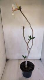 Planta Simples 3036 – 40cm – 03 anos - Imagem 5