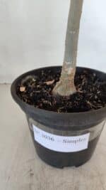 Planta Simples 3036 – 35cm – 03 anos - Imagem 7