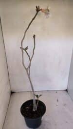 Planta Simples 3036 – 40cm – 03 anos - Imagem 4