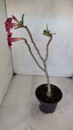 Planta Simples 3036 – 35cm – 03 anos - Imagem 6