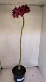 Planta Simples 3037 – 40cm – 03 anos - Imagem 2