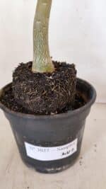 Planta Simples 3037 – 40cm – 03 anos - Imagem 5