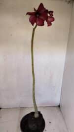 Planta Simples 3037 – 40cm – 03 anos - Imagem 4