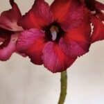 Planta Simples 3037 – 40cm – 03 anos