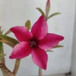 Planta Simples 3037 – 35cm – 03 anos