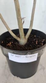 Planta Simples 3037 – 35cm – 03 anos - Imagem 6
